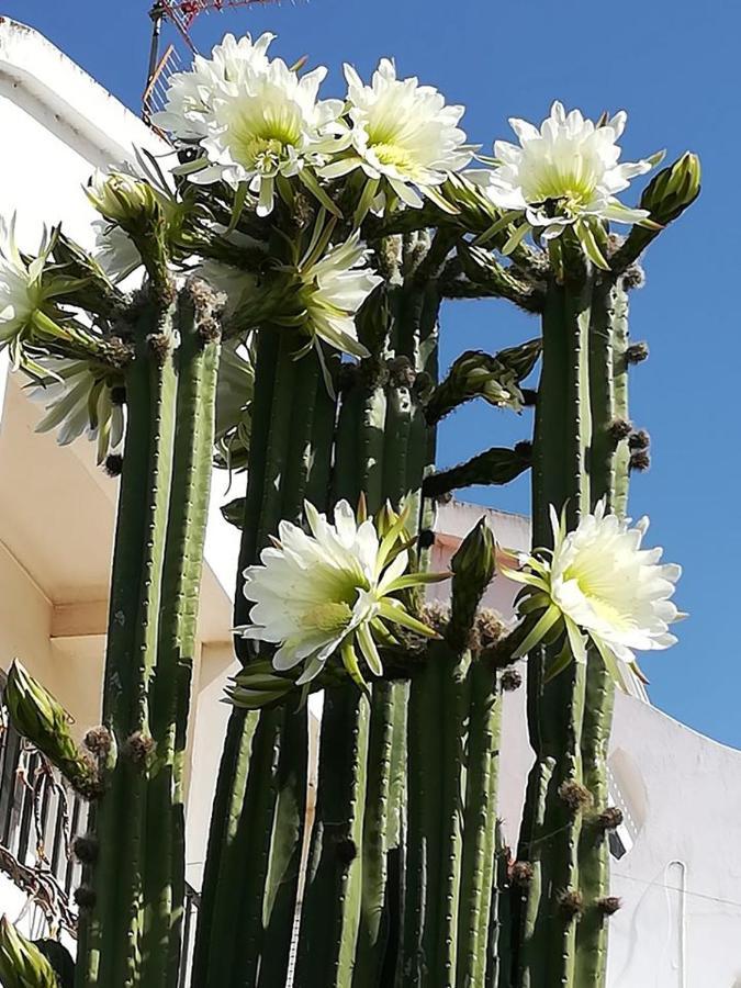 Guesthouse A Lareira Aljezur Dış mekan fotoğraf