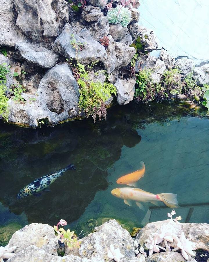 Guesthouse A Lareira Aljezur Dış mekan fotoğraf
