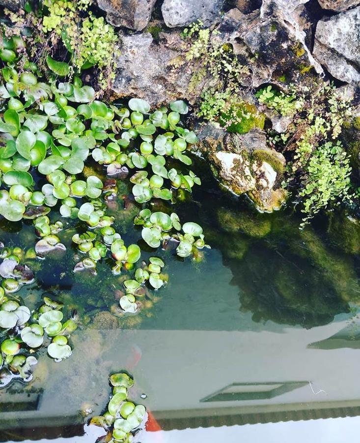 Guesthouse A Lareira Aljezur Dış mekan fotoğraf